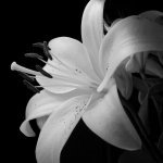 Belladonna